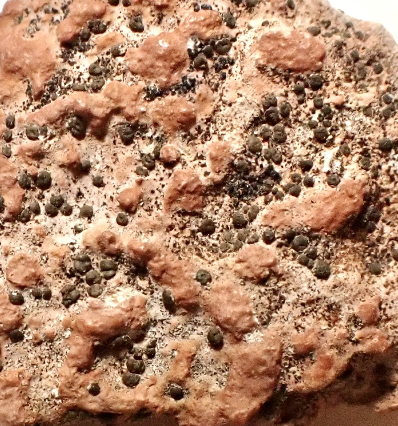 Cracked Lichen photo 8