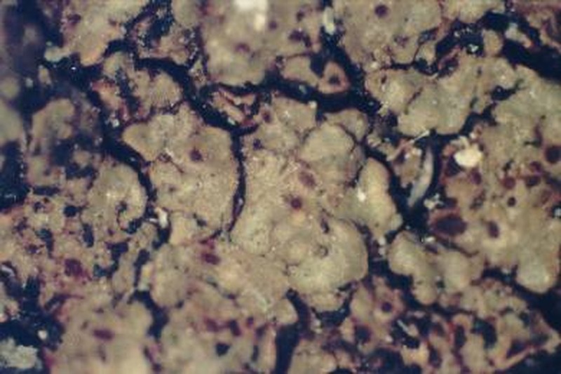 Cracked Lichen photo 2
