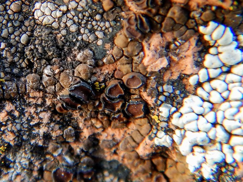Cracked Lichen photo 3