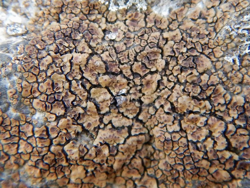 Cracked Lichen photo 4
