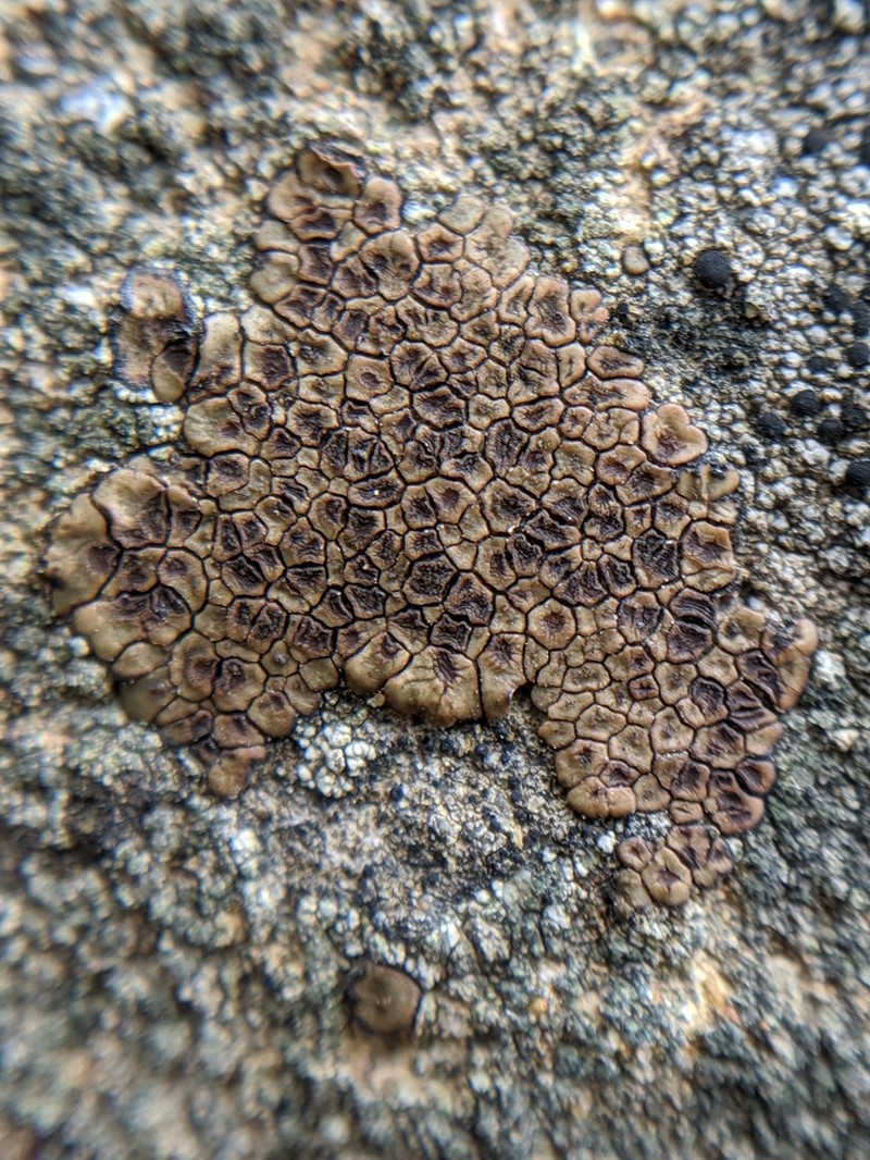 Cracked Lichen photo 5