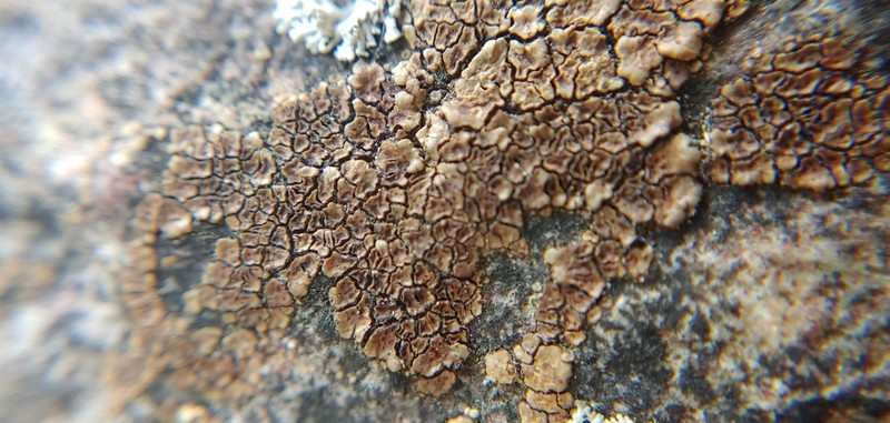 Cracked Lichen photo 6