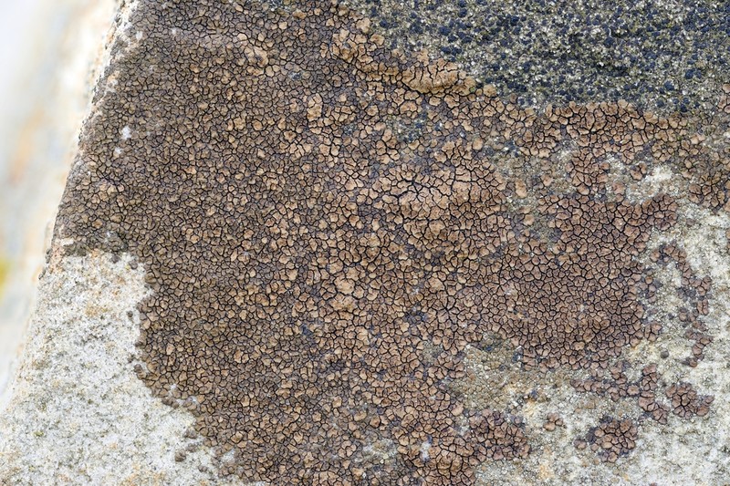 Cracked Lichen photo 7