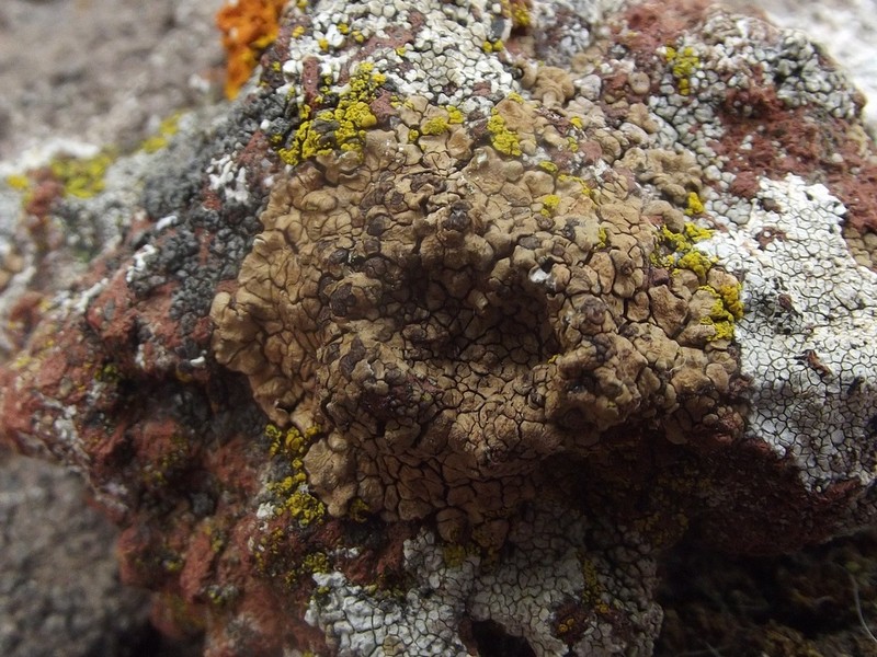 Gallic Cracked Lichen