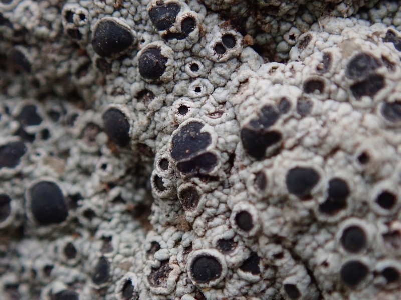Cracked Lichen photo 3