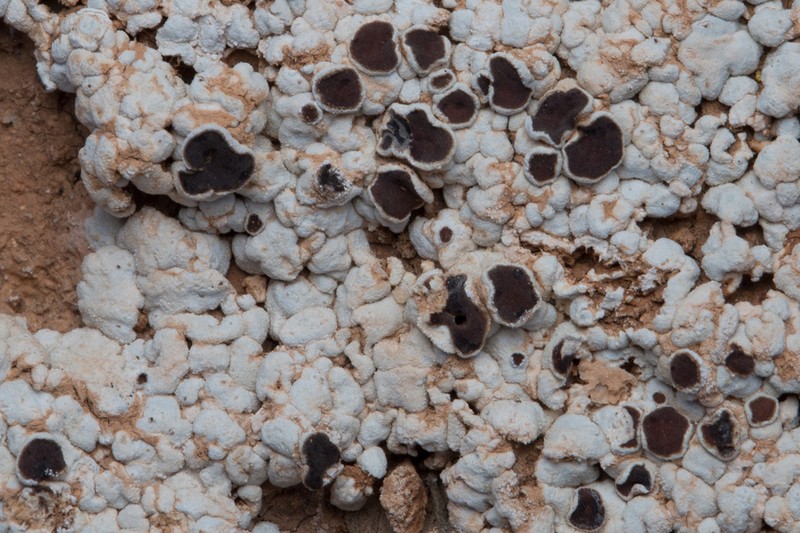 Cracked Lichen photo 5