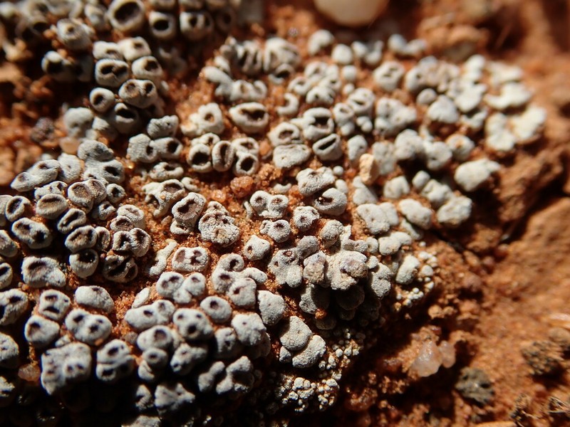 Cracked Lichen photo 6