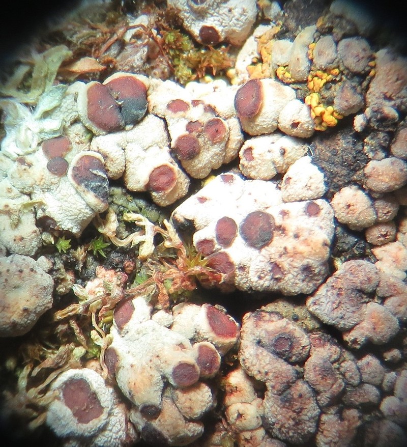 Cracked Lichen photo 8