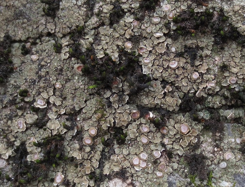 Cracked Lichen photo 2