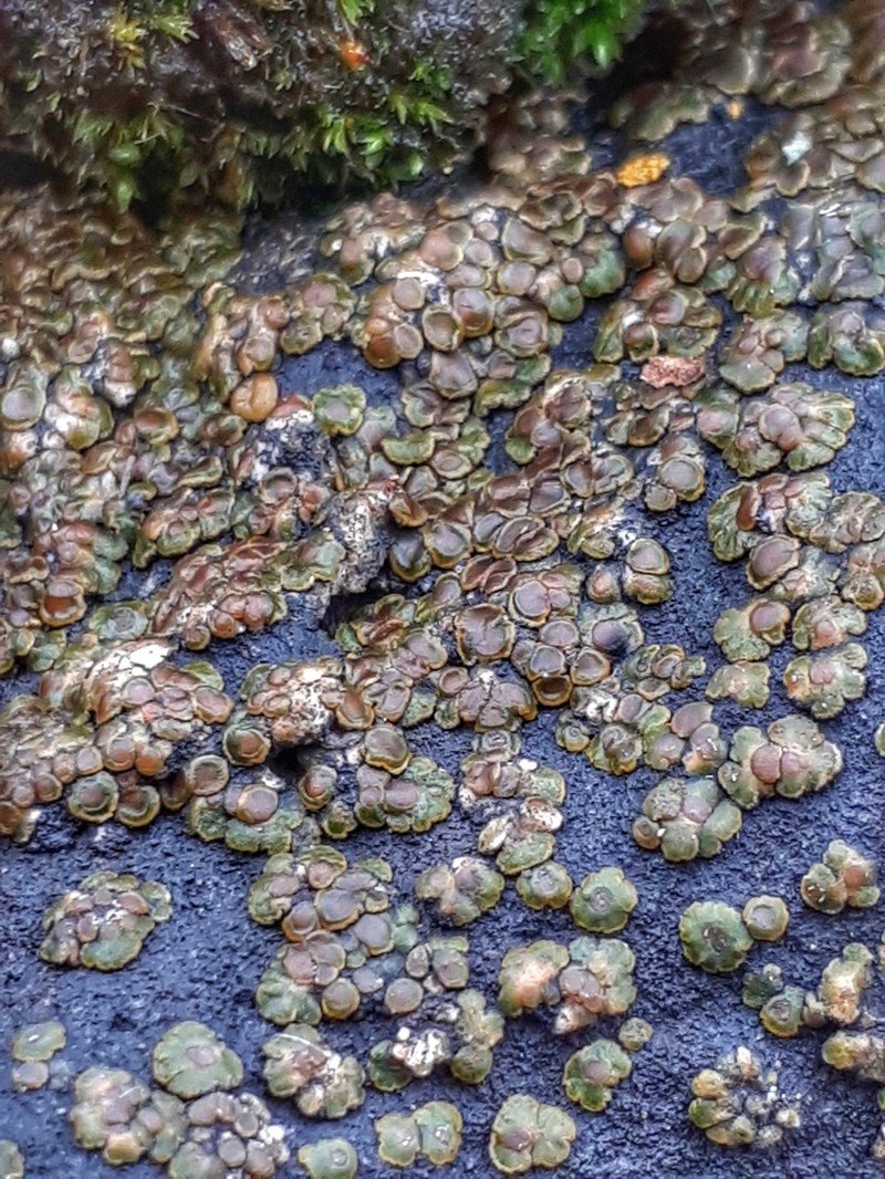 Cracked Lichen photo 3
