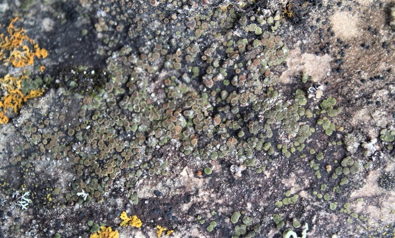 Cracked Lichen photo 4
