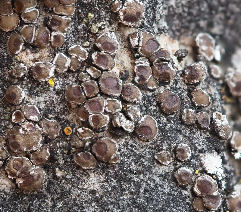 Cracked Lichen photo 5
