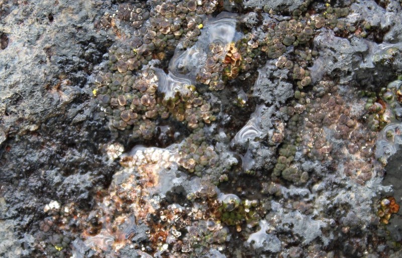 Cracked Lichen photo 6