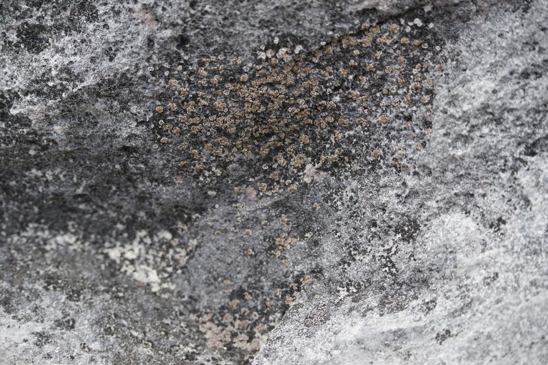 Cracked Lichen photo 7