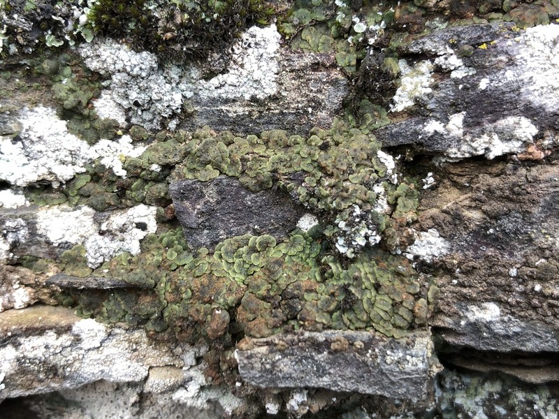 Cracked Lichen photo 8