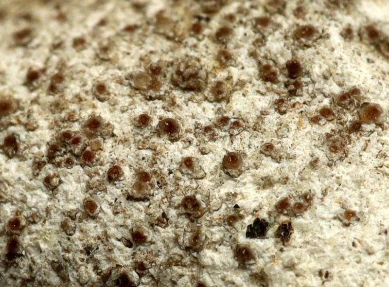 Hepp's Cracked Lichen