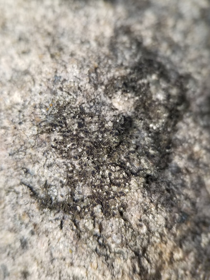 Hepp's Cracked Lichen photo 2
