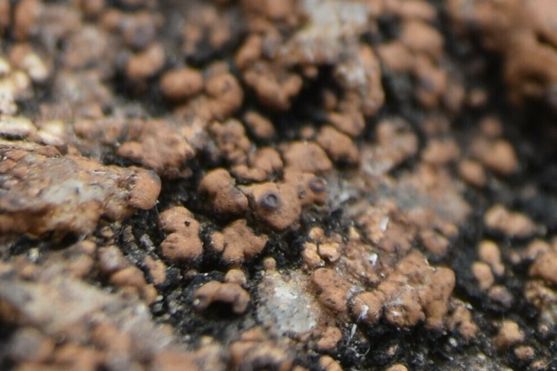 Hepp's Cracked Lichen photo 3