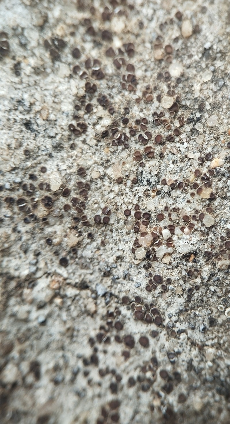 Hepp's Cracked Lichen photo 4