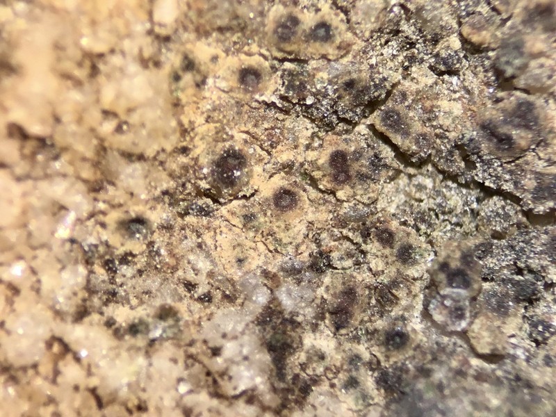 Hepp's Cracked Lichen photo 6