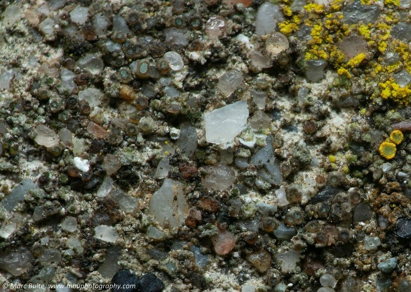 Hepp's Cracked Lichen photo 7