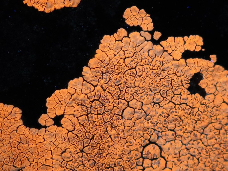 Heufler's Cracked Lichen