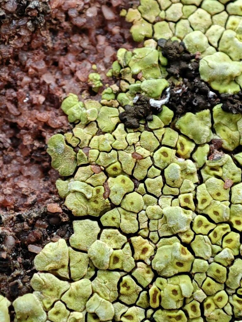 Heufler's Cracked Lichen photo 2