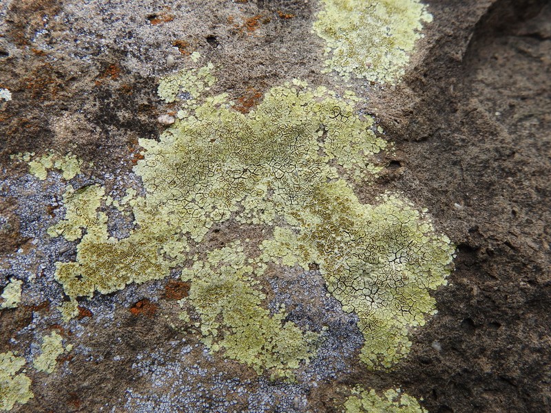Heufler's Cracked Lichen photo 3