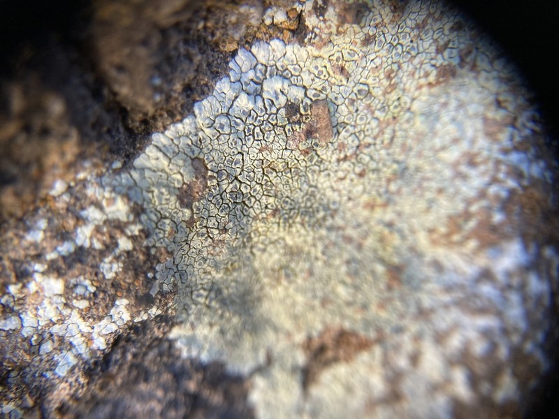 Heufler's Cracked Lichen photo 4