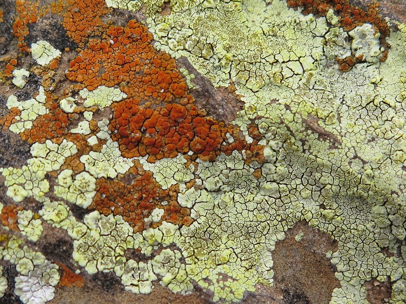 Heufler's Cracked Lichen photo 5