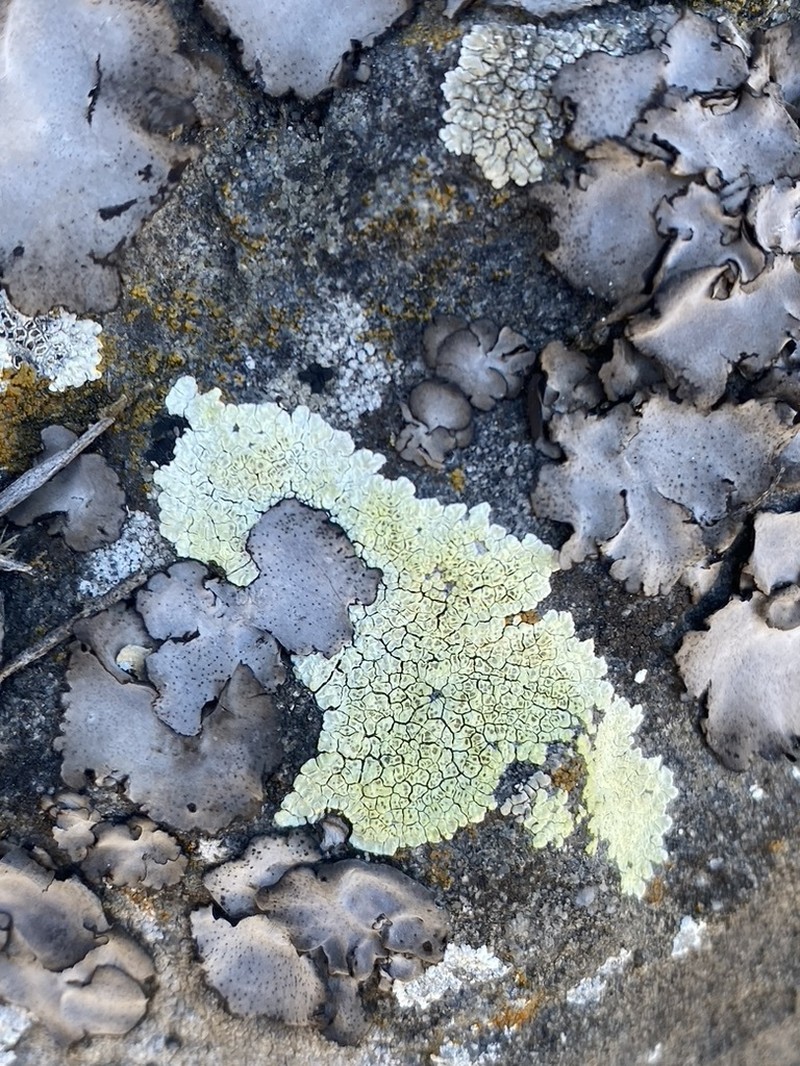 Heufler's Cracked Lichen photo 6