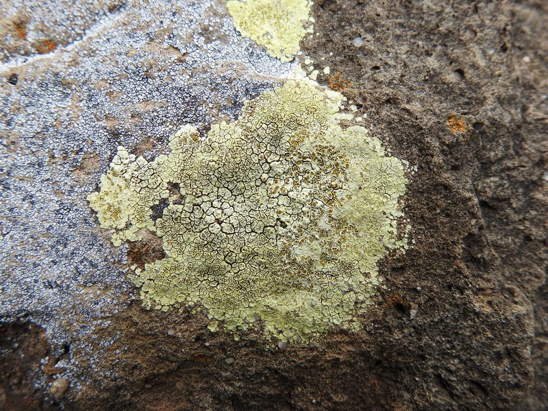 Heufler's Cracked Lichen photo 7