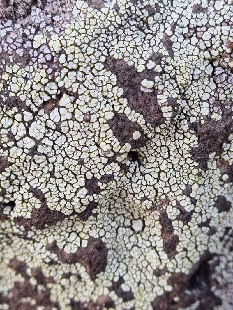 Heufler's Cracked Lichen photo 8