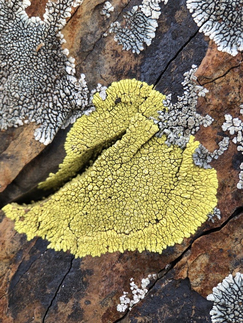 Cracked Lichen