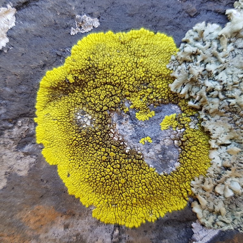 Cracked Lichen photo 2