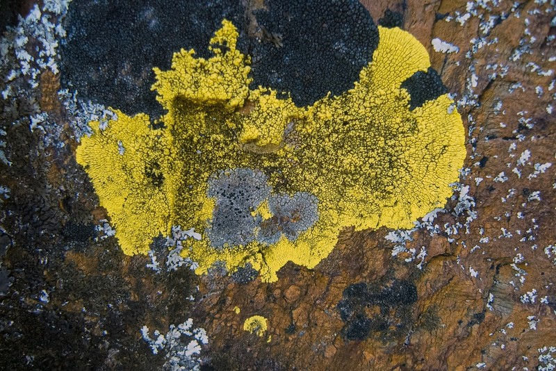 Cracked Lichen photo 3