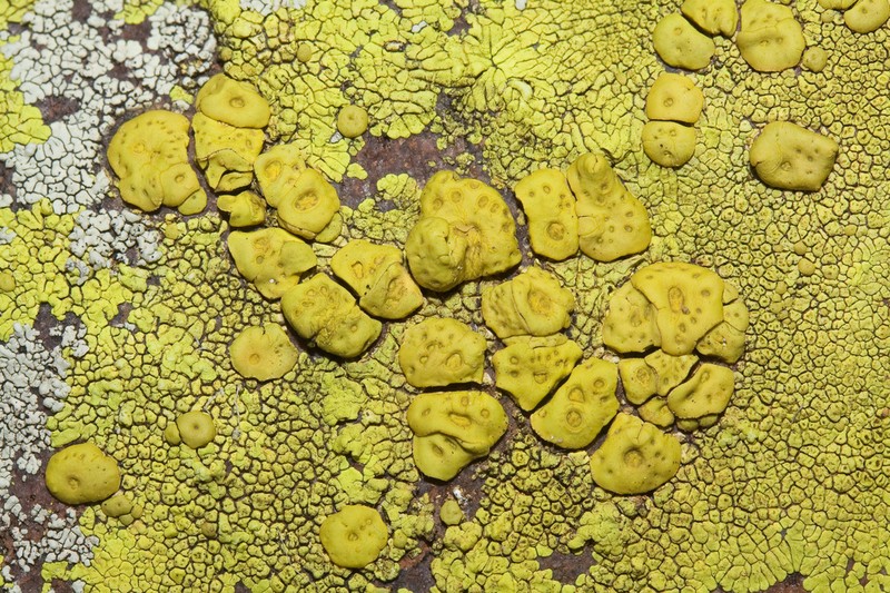 Cracked Lichen photo 4