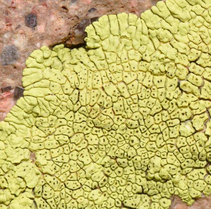 Cracked Lichen photo 5
