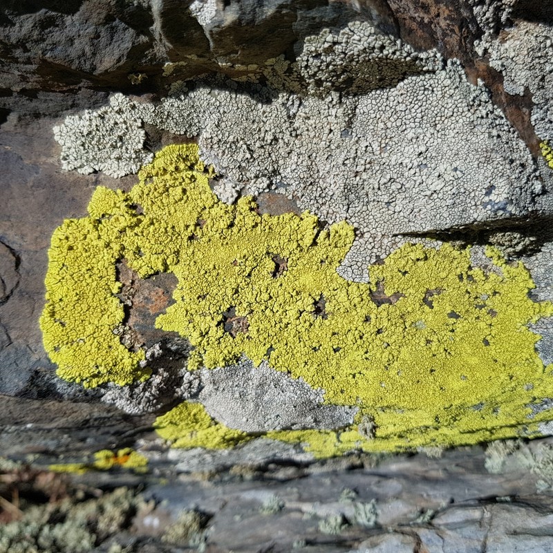 Cracked Lichen photo 6