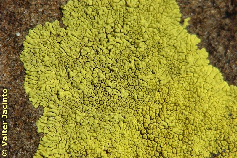 Cracked Lichen photo 7