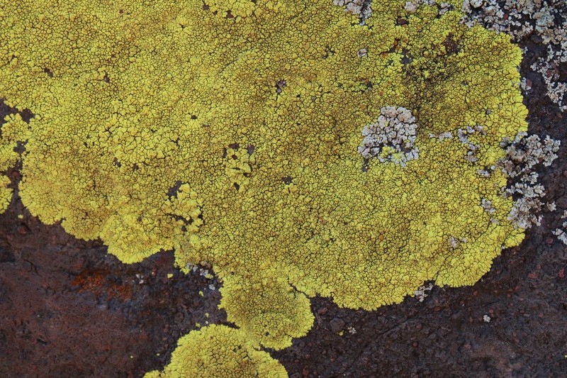 Cracked Lichen photo 8