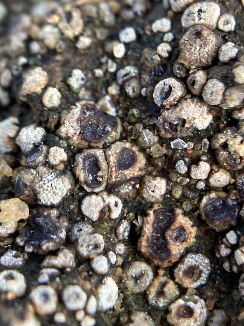 Cracked Lichen photo 6
