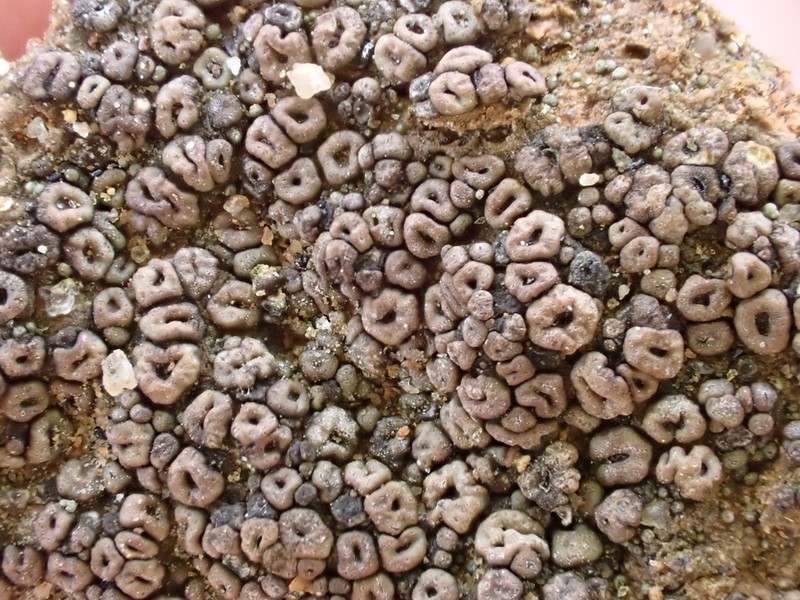 Cracked Lichen photo 7