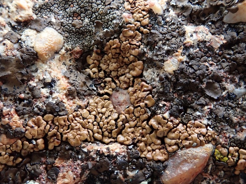 Cracked Lichen photo 8