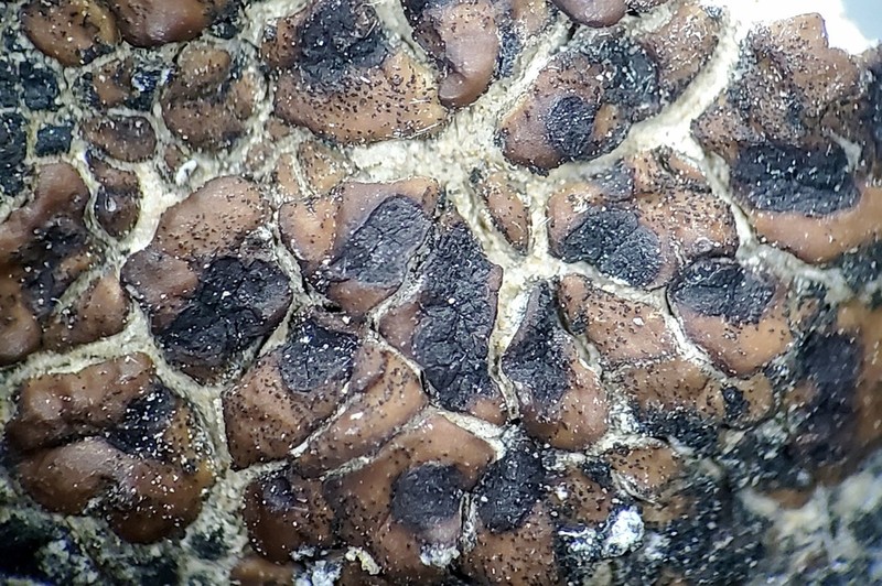 Big Spore Cracked Lichen