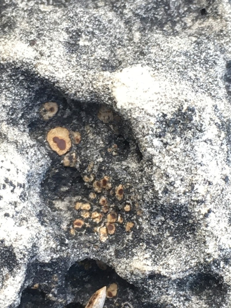 Big Spore Cracked Lichen photo 2