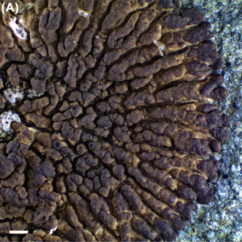 Molybdenum Cracked Lichen