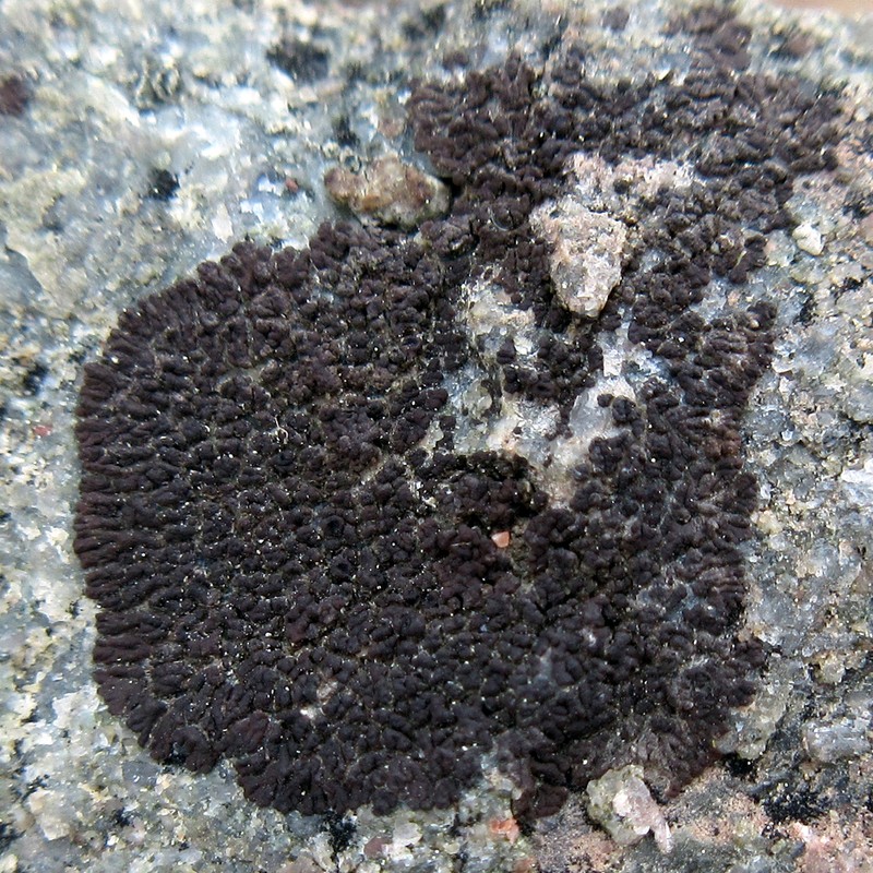 Molybdenum Cracked Lichen