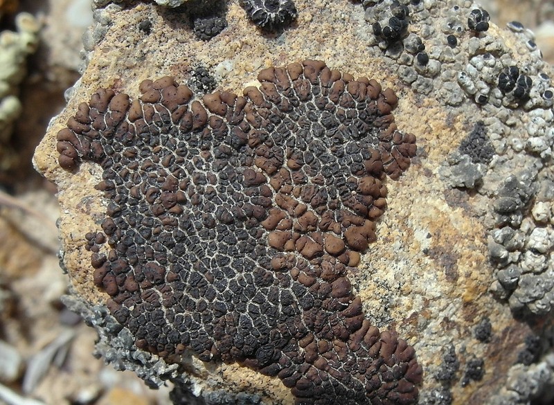 Molybdenum Cracked Lichen photo 3