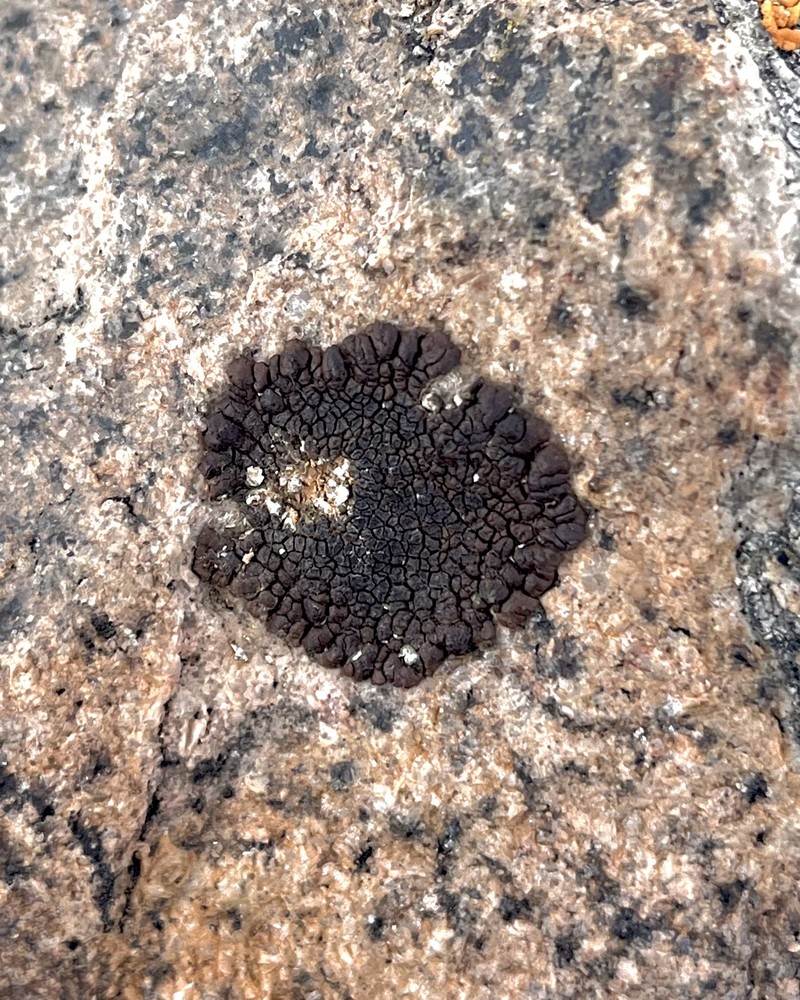 Molybdenum Cracked Lichen photo 4